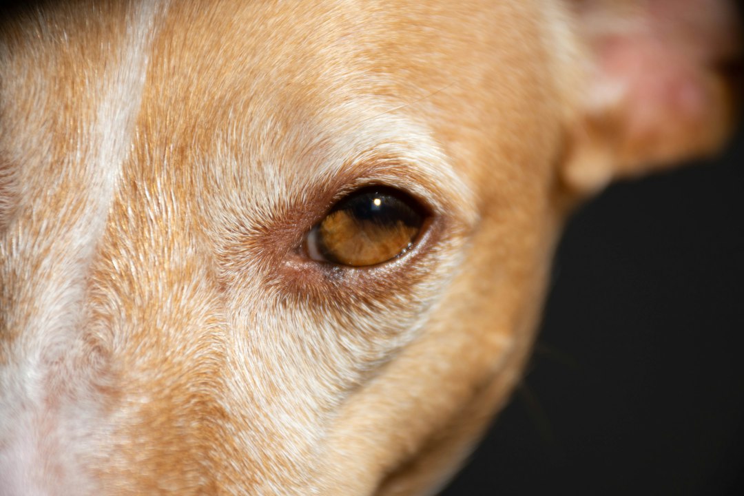 Extreme Nahaufnahme einer Hundeschnauze
